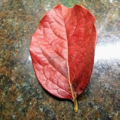 NellyWesler's profile picture. 