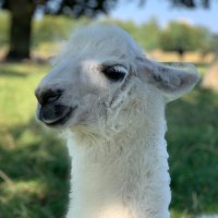 Olivier Pairoux (@olivierpairoux) 's Twitter Profile Photo