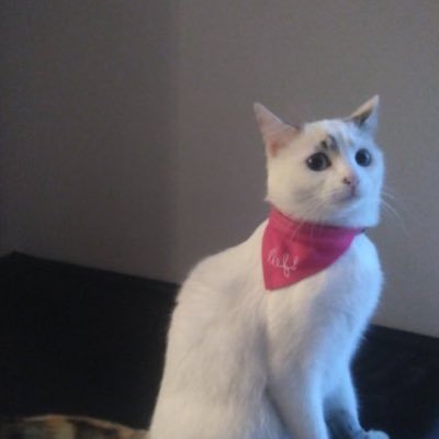 BlltDonovan's profile picture. Mabelle🤍