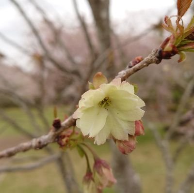 フットワークがあまり良くないのでほとんど鑑賞専門ですが、半端なく故郷の食、文化、自然、街、人情を愛しています。時間さえあれば一人で趣味の映画や音楽を愛し、日々鑑賞し、没頭しています✨知的好奇心と美食欲は旺盛です。ヨロシクお願いします。