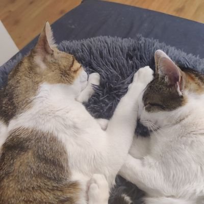 Alice_en_Bob's profile picture. Alice & Bob, voor bookingen en meet & greetz verwijzen wij u door naar onze zaakwaarnemer en butler @staatsgeheim.

Ps: we accepteren *GEEN* Dogecoin 😾