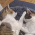 Alice & Bob (@alice_en_bob) Twitter profile photo Alice & Bob (@alice_en_bob) Twitter profile photo