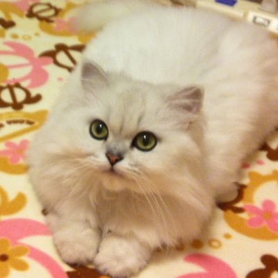 鳥ちゃんずのママ🦊アラフォーくたびれ委員長🦊10歳👦🏻と6歳👧🏻のママんです。 サブ垢は発達息子のこと@PAMI64230313 趣味、美術館、神社、サウナ、爆メンテ🥺