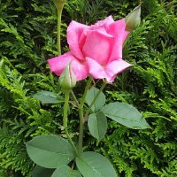 Canan güler (@canangler54) 's Twitter Profile Photo