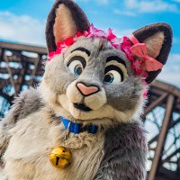 Whiskers Cat(@Whiskers_Kitteh) 's Twitter Profile Photo