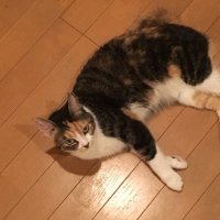 カズ (@hanakazuv1) 's Twitter Profile