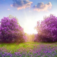 JoanneDang's profile picture. Believer