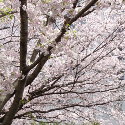 IYUKInomae's profile picture. TU 工学部 4ねんせい