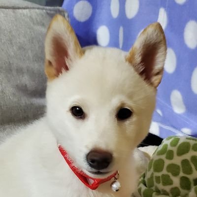 K8Ae88's profile picture. 