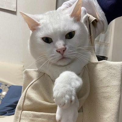 ripplesnao's profile picture. V6,SnowMan,SPITZなど