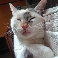 Gato deslenguado (@novomondo2022) 's Twitter Profile Photo