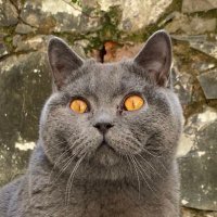 LucaBritishBlue (@lucabritishblue) 's Twitter Profile Photo LucaBritishBlue (@lucabritishblue) 's Twitter Profile Photo