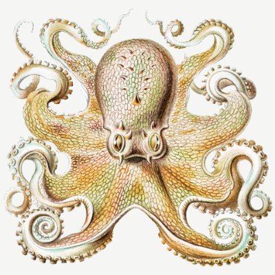 Have you thanked an octopus today?