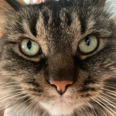 kiaacatalan's profile picture. 