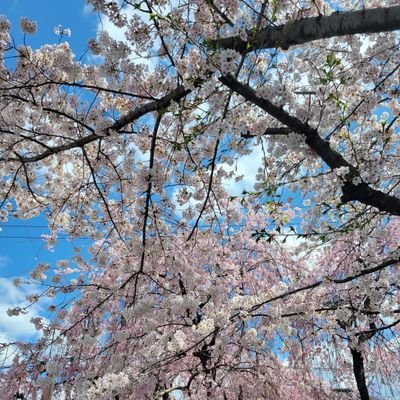 shin_kita0814's profile picture. 