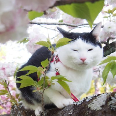 yuni_neko_cat Profile Picture