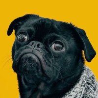 Leonardo López (@edgarlpzf1) 's Twitter Profile