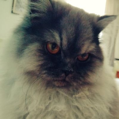 DobricRada's profile picture. Uvek