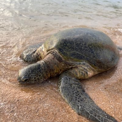 cmushl's profile picture. 