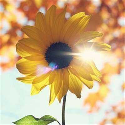 lineny18's profile picture. 互fo