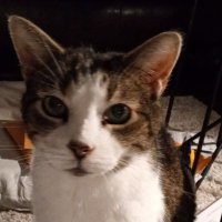 Oliviabhumane (@olivia06433111) 's Twitter Profile