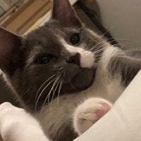 chiu~♡ (@chiuvrc) 's Twitter Profile Photo