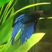 For the love of aquarium fish ! (@lovaquariumfish) Twitter profile photo For the love of aquarium fish ! (@lovaquariumfish) Twitter profile photo