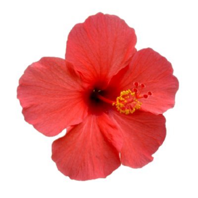 cocochiryukyu's profile picture. はじめまして！お陰様で11年目！当店は沖縄の物産品（グルメ、コスメ、ファッション、雑貨など）を幅広く取り揃えているネットショップです。主に新商品のご紹介。