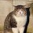 NpsapNp's profile image