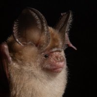 Oli Aylen (@oli_aylen) 's Twitter Profile