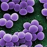 Call me Steph~

Gram-positive bacteriaaa
Identify as a biohazard ☣ 
you're so aureus~