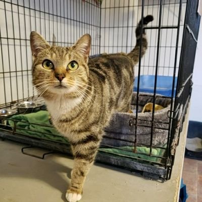 AdoptBingosCats's profile picture. We are a non-profit 501(c)3 cat rescue, adoption & sanctuary organization in Lower Bucks County. A no-kill organization run entirely by volunteers.