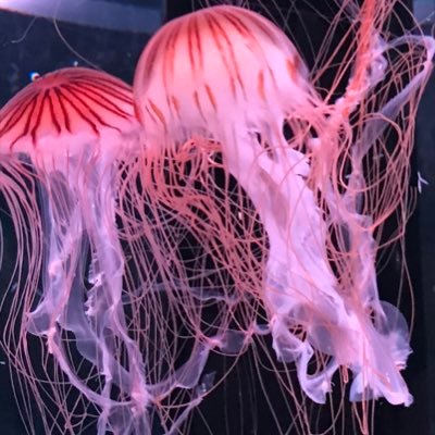 STG44good's profile picture. https://t.co/luzGHqVzxzが好きな奴