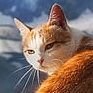 Just Cats! ππ¦ (@lobecast) 's Twitter Profile