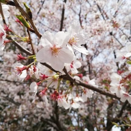 Rolopancake_y's profile picture. 