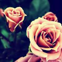 lilylyli_'s profile picture. 