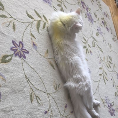 ttekss12's profile picture. kripto bilmeyen ama ilgilenen:) @KriptoEfsanesi