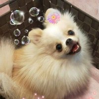 ポメラニアンのゆき💕 (@pyuki725) 's Twitter Profile