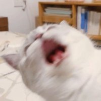 `sybn 。꒰𐙚꒱ ♡ ·˚ ༘ (@amelfye) 's Twitter Profile Photo `sybn 。꒰𐙚꒱ ♡ ·˚ ༘ (@amelfye) 's Twitter Profile Photo