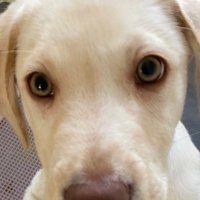 たまちく (@cuf8fx2) 's Twitter Profile
