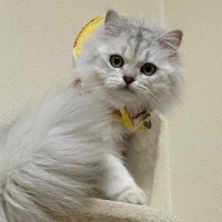ここちゃん【FIP寛解✨】 (@cocochan0413) 's Twitter Profile
