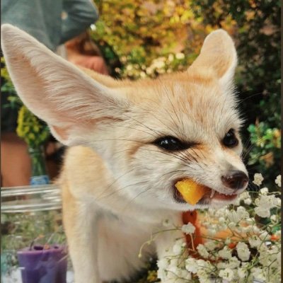 undef1nd's profile picture. 