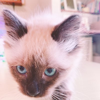 秋澄はいつもけだるげさんのプロフィール画像