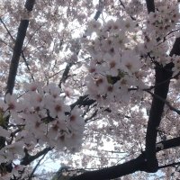 きょう (@makesugitainu) 's Twitter Profile