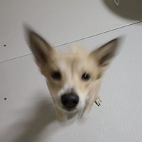 메밀묵 (@memil_mook) 's Twitter Profile