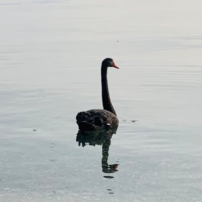 koshi_in's profile picture. 