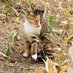 広島大学猫サークル ひろねこ Cat and Talk《公式》 (@catandtalk1) Twitter profile photo 広島大学猫サークル ひろねこ Cat and Talk《公式》 (@catandtalk1) Twitter profile photo