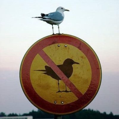 whoisjoe105's profile picture. professional consumer of endless irrelevant unactionable information