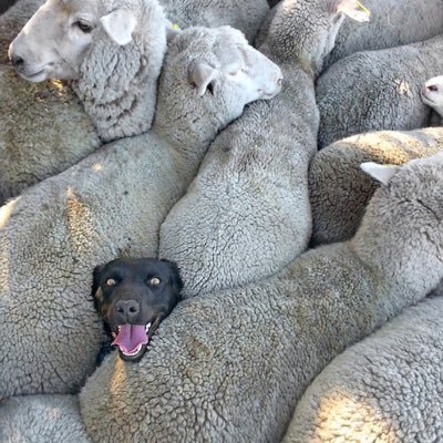 UselessEater5's profile picture. Friendly Neighborhood Deplorable