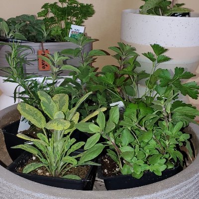Locally owned garden center and gift shop. From trees to houseplants and fun gift ware we have it all! We carry many Made in Manitoba products
https://t.co/mxZrhRQ3H5